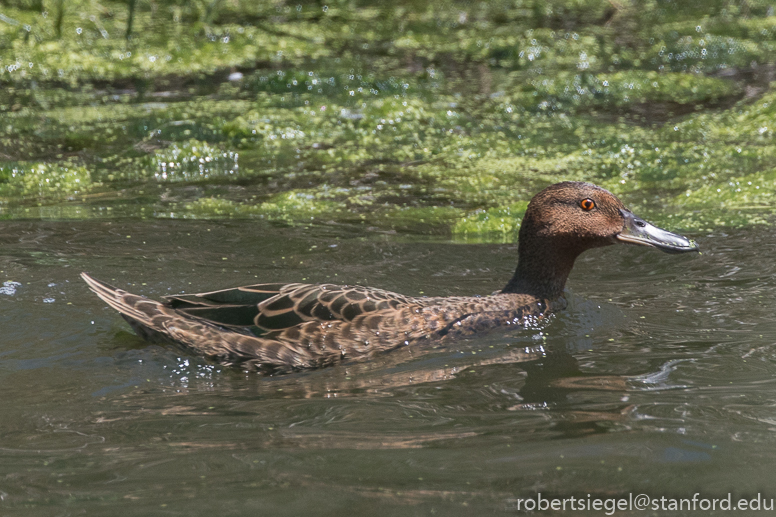 emily renzel wetlands